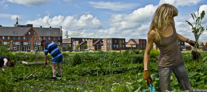 Werken in de stadslandbouw